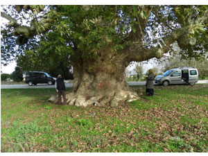 Samsun’un en yaşlı ağacı Çarşamba’da