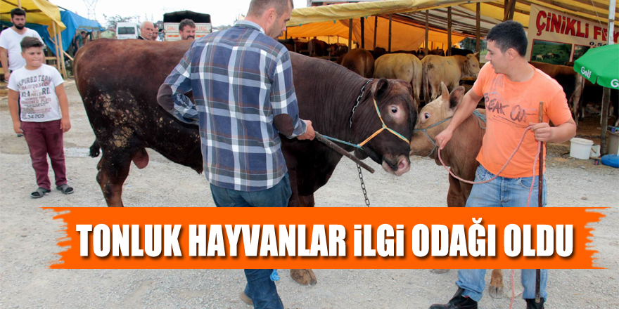 Tonluk hayvanlar vatandaşların ilgi odağı oldu