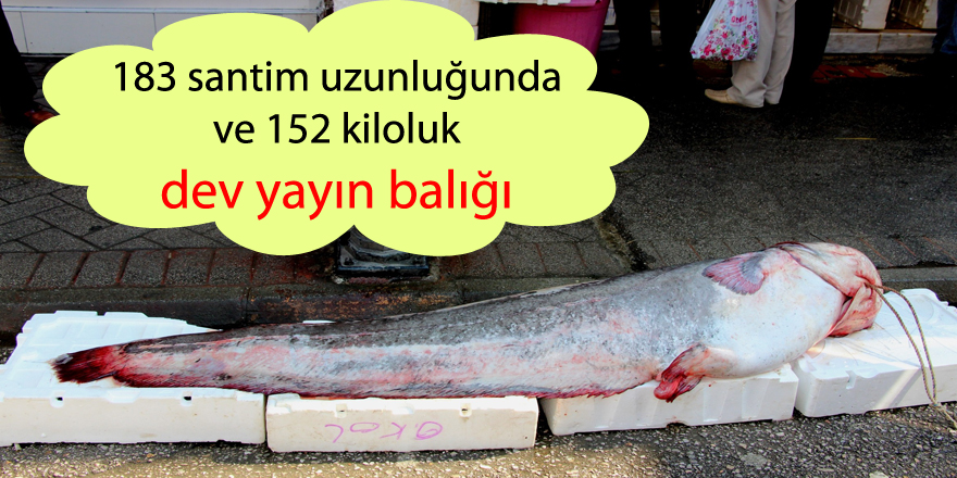 183 santim uzunluğunda ve 152 kiloluk dev yayın balığı