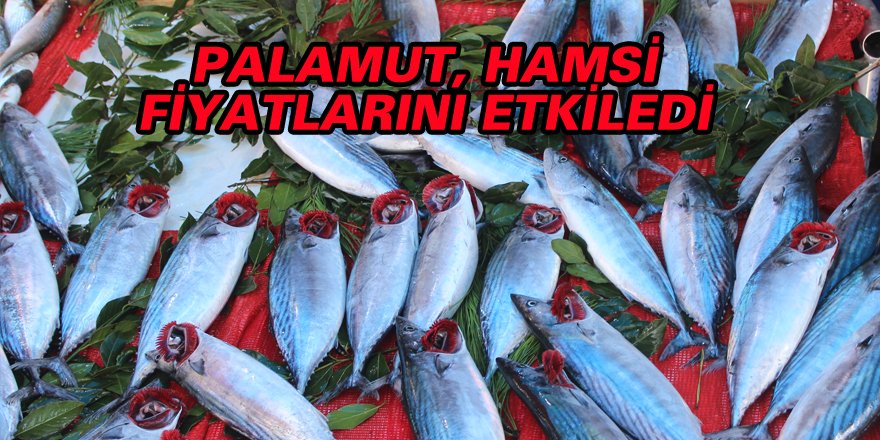 PALAMUT, HAMSİ FİYATLARINI ETKİLEDİ