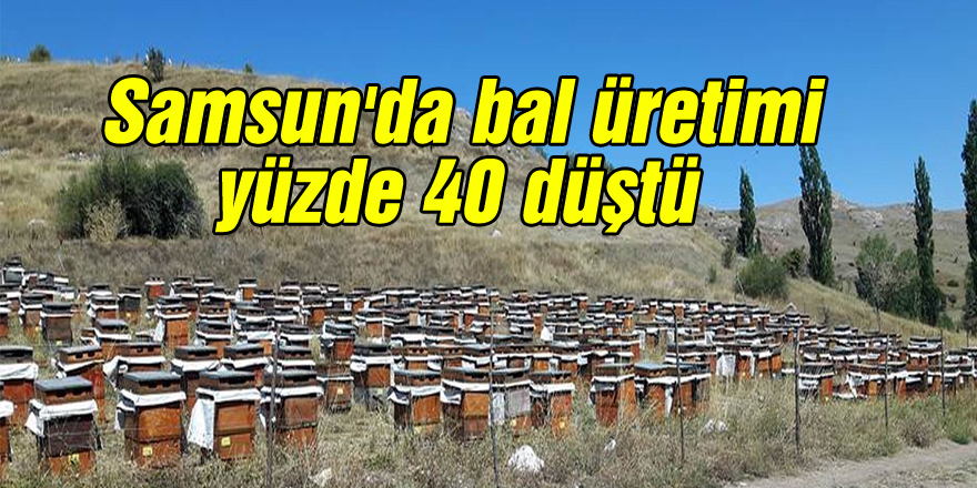  Samsun'da bal üretimi yüzde 40 düştü