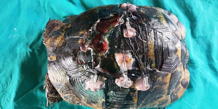 Yaralı kaplumbağaya estetik operasyon