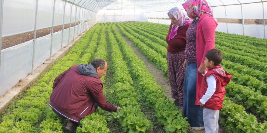 Sera kuran genç çiftçiler kışlık sebze üretimine başladı