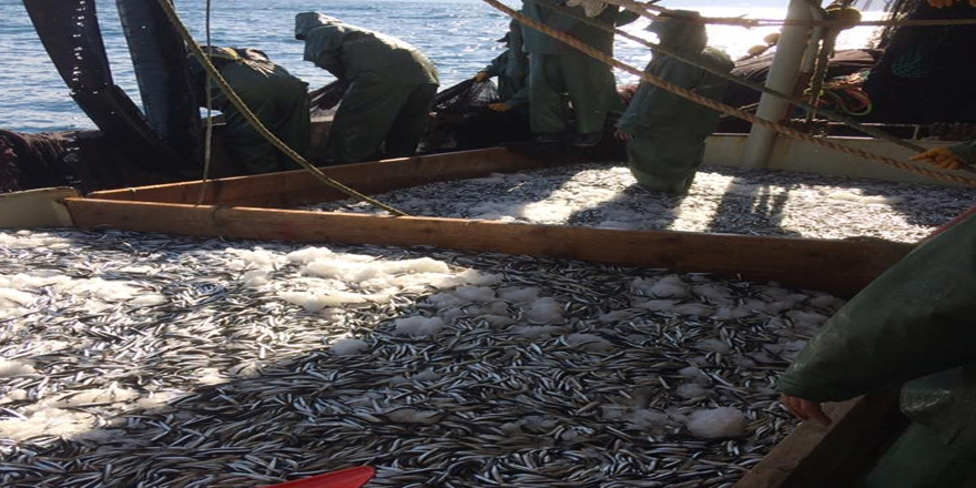 Karadeniz açıklarında avlanan hamsi ve palamut yüz güldürüyor