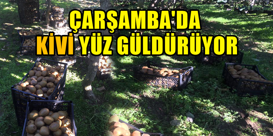 ÇARŞAMBA'DA KİVİ YÜZ GÜLDÜRÜYOR