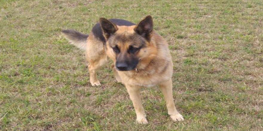 Hava ambulans servisinin bekçi köpeği kayboldu