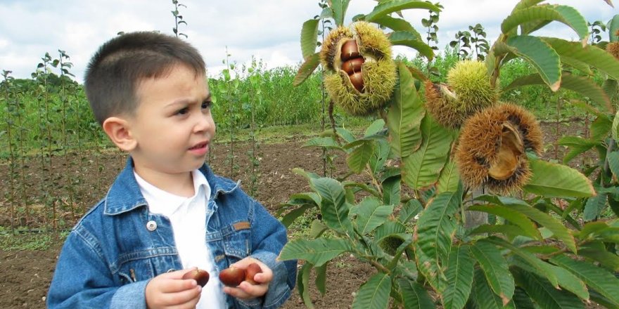 Türkiye kestane üretiminde Avrupa birincisi