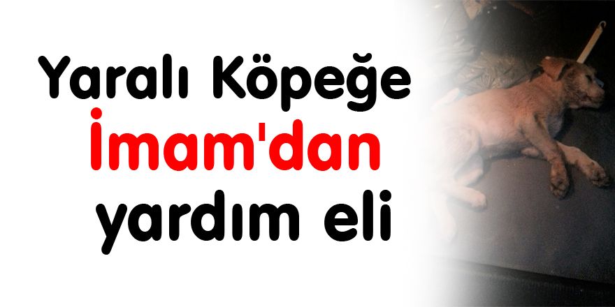 Yaralı Köpeğe İmam'dan yardım eli