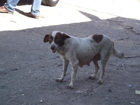 Başıboş köpekler korku salıyor