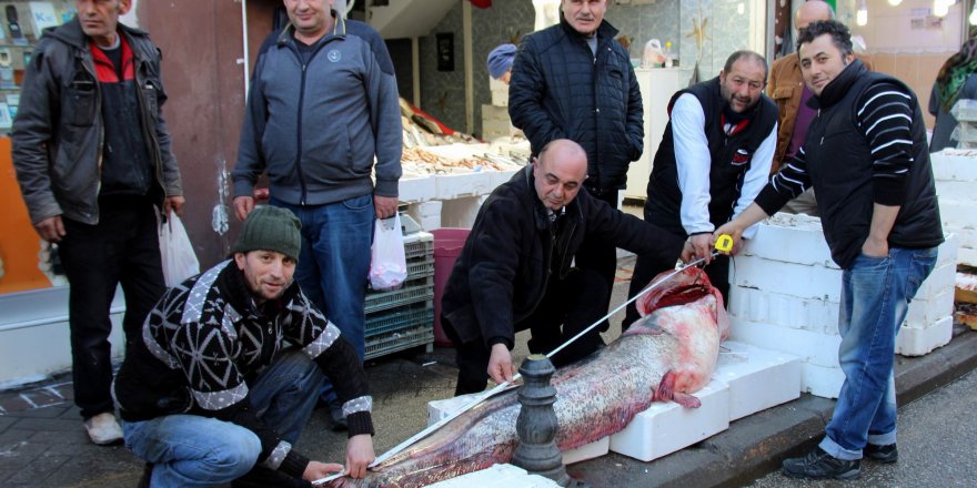  Balıkçılar 2,2 metrelik balık yakaladı