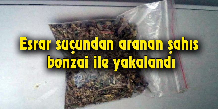 Esrar suçundan aranan şahıs bonzai ile yakalandı