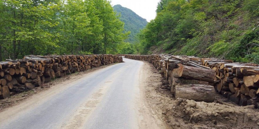 Orman ürünlerinden milli ekonomiye büyük katkı