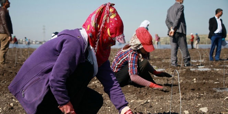 Mevsimlik tarım işçileri ücretleri yüzde 13 arttı