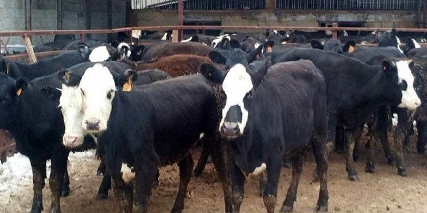 Yerli sığır fiyatı yıllık bazda yüzde 26,3 arttı
