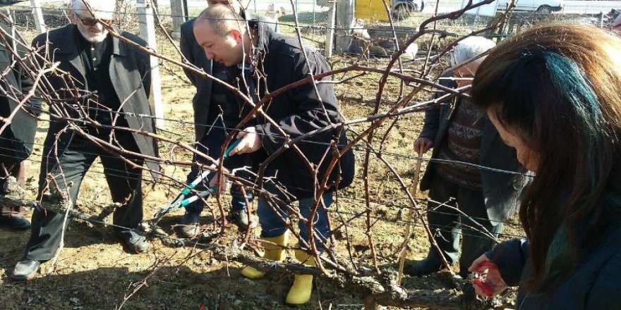 Bağlarda kış budaması eğitimi tamamlandı