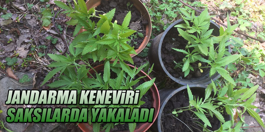 JANDARMA KENEVİRİ  SAKSILARDA YAKALADI