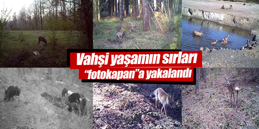 Vahşi yaşamın sırları “fotokapan”a yakalandı