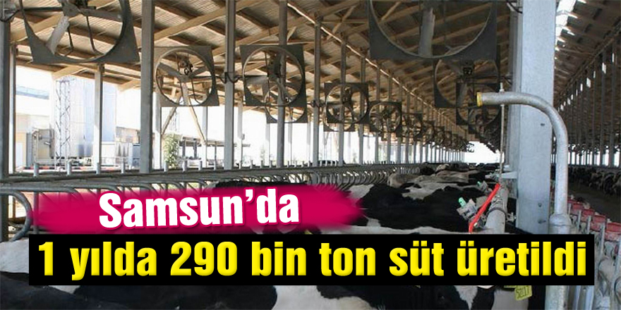 Samsun’da 1 yılda 290 bin ton süt üretildi