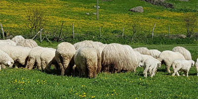 Koyunlar yaylalara ulaştı