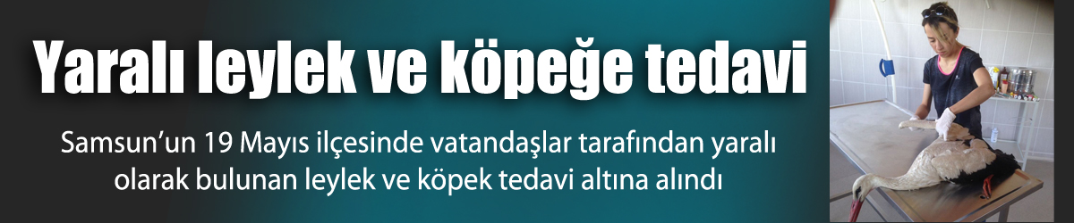 Yaralı leylek ve köpeğe tedavi