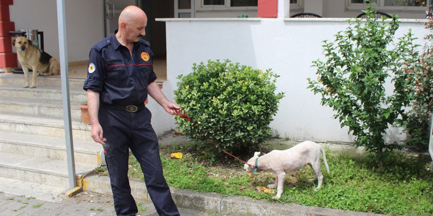 55 yaşında ki İtfaiye eri, Mahsur kalan köpeği kurtardı