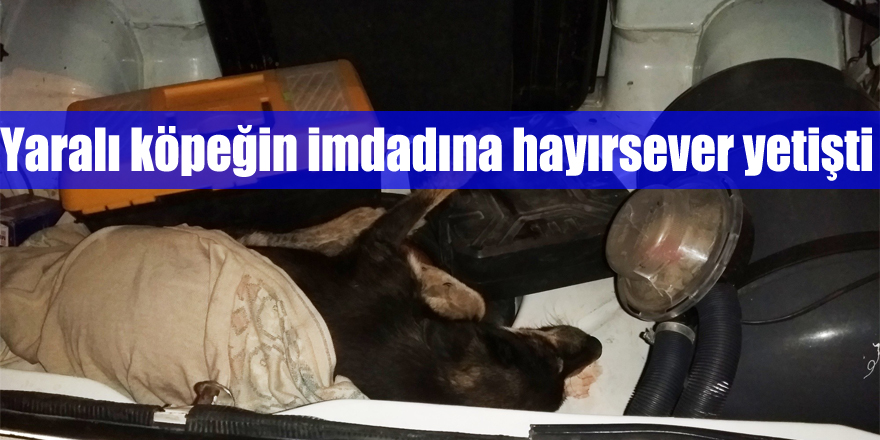 Yaralı köpeğin imdadına hayırsever yetişti