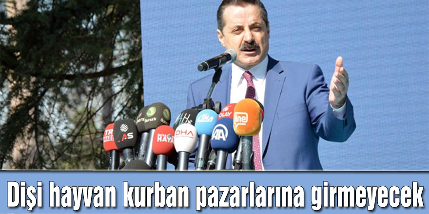 Bakan Çelik: Dişi hayvan kurban pazarlarına girmeyecek