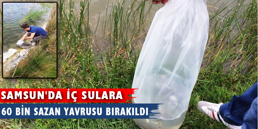 Samsun'da iç sulara 60 bin sazan yavrusu bırakıldı