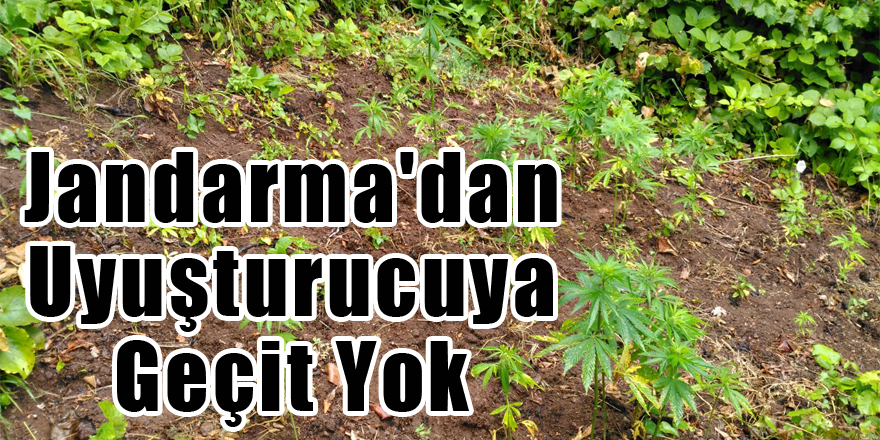 JANDARMA'DAN UYUŞTURUCUYA GEÇİT YOK