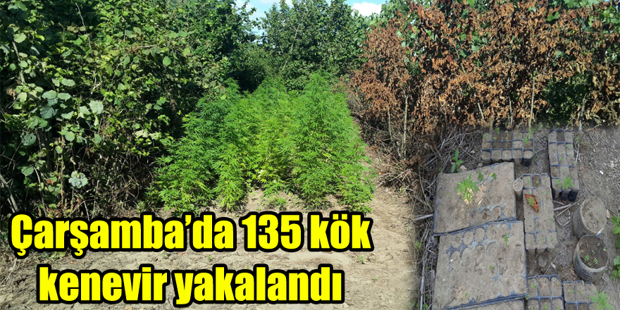 Çarşamba’da 135 kök kenevir yakalandı