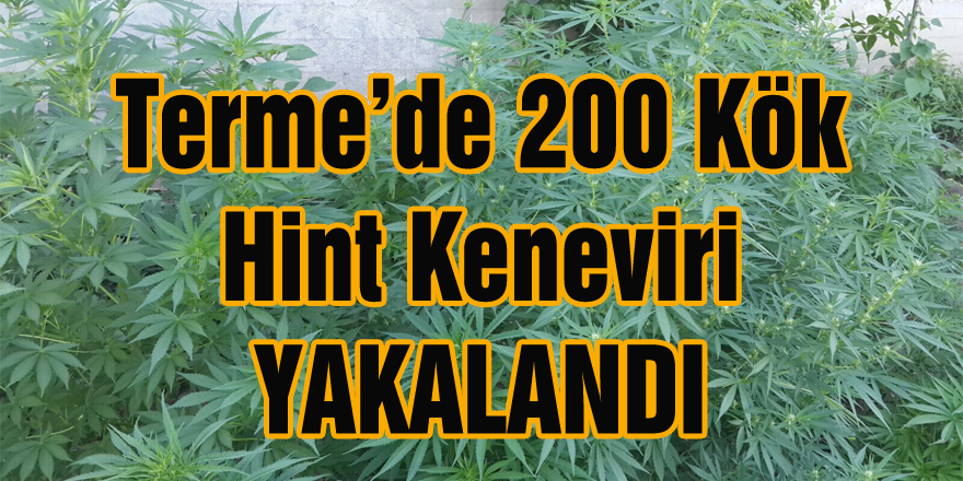 Terme’de 200 Kök Hint Keneviri yakalandı