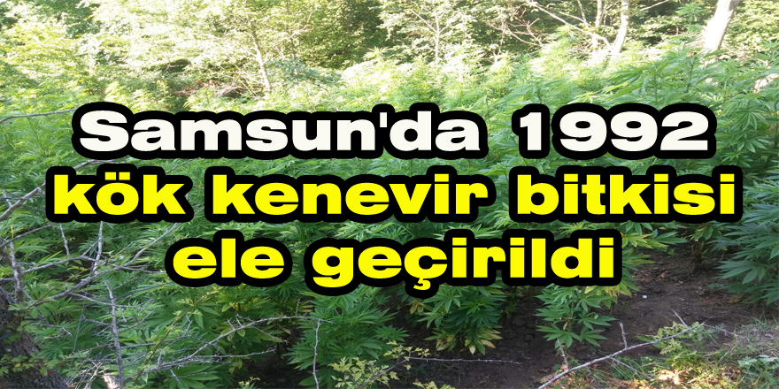 Samsun'da 1992 kök kenevir bitkisi ele geçirildi