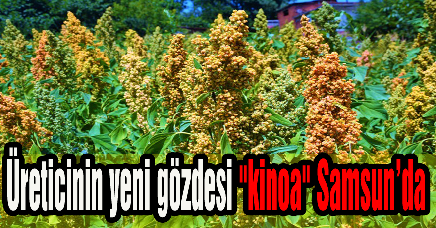 Üreticinin yeni gözdesi "kinoa" Samsun’da