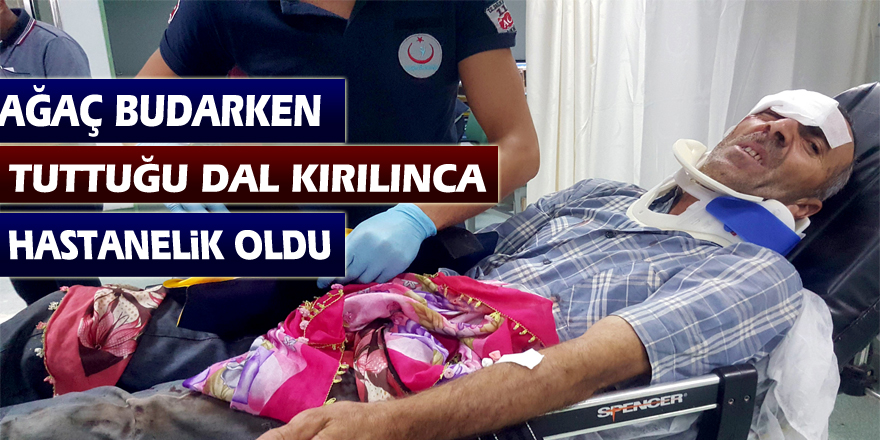 Ağaç budarken tuttuğu dal kırılınca düşen şahıs hastanelik oldu