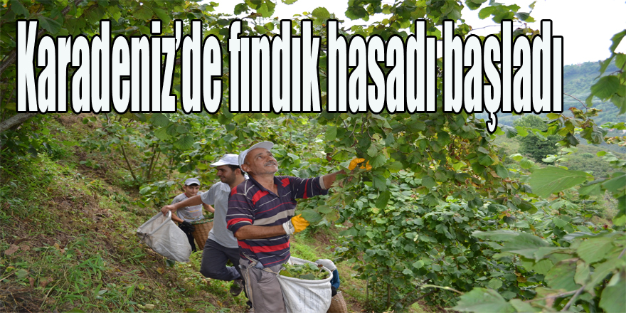 Karadeniz’de fındık hasadı başladı