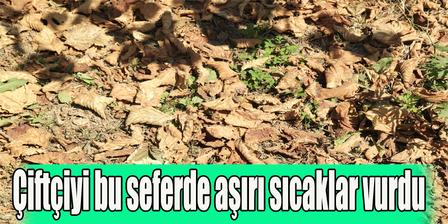 Çiftçiyi bu seferde aşırı sıcaklar vurdu