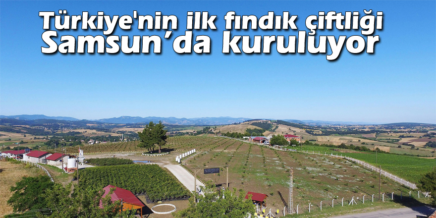 Türkiye'nin ilk fındık çiftliği Samsun’da kuruluyor