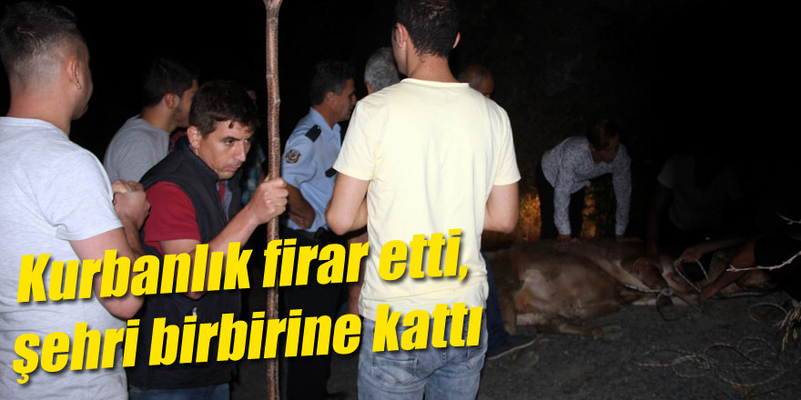 Firari kurbanlığı yakalamak için 6 saat ter döktüler