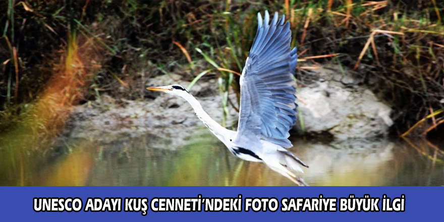  UNESCO adayı Kuş Cenneti’ndeki foto safariye büyük ilgi 