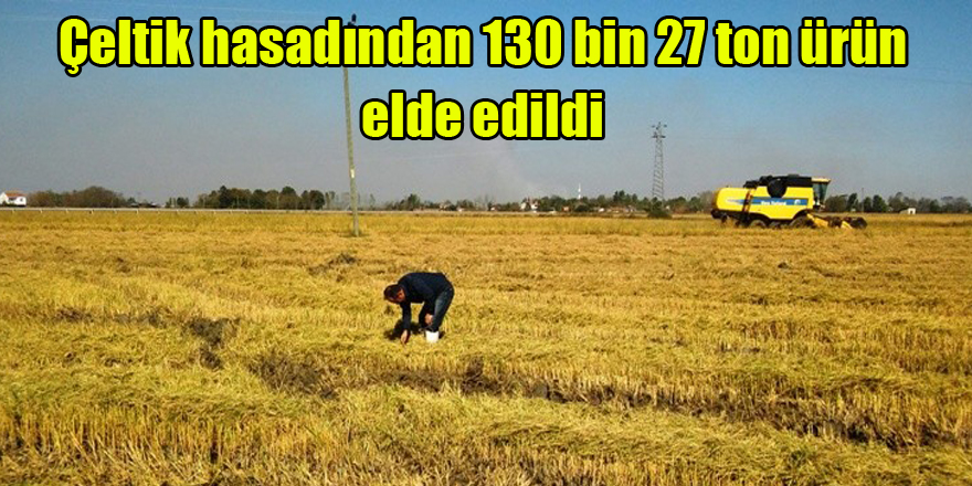 Samsun'da çeltik hasadından 130 bin 27 ton ürün elde edildi