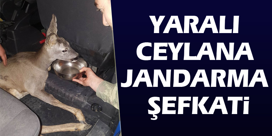 Yaralı ceylana jandarma şefkati