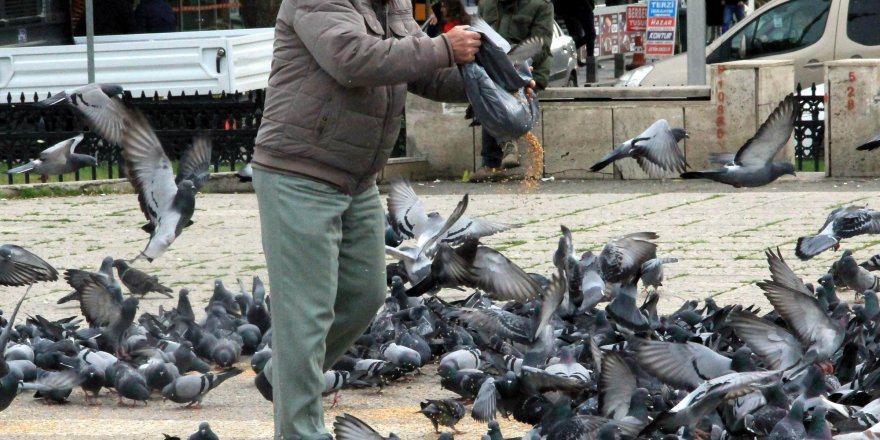 Sokak güvercinlerini her gün besliyor