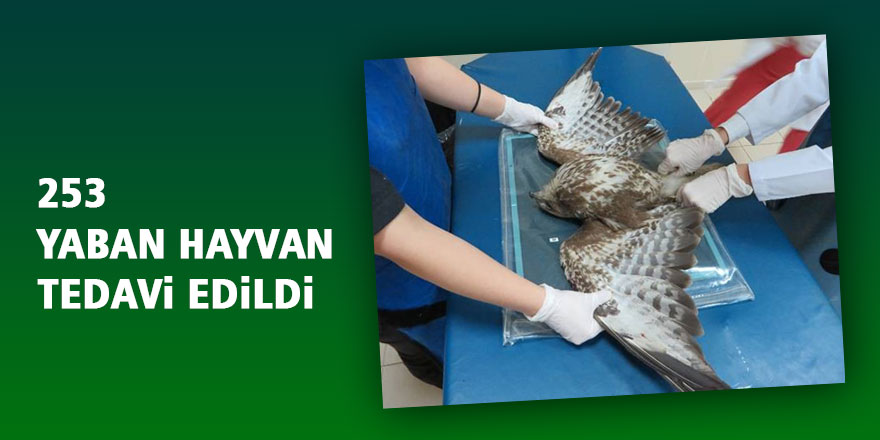 Samsun'da 253 yaban hayvanı tedavi edildi 