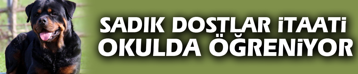 Sadık dostlar itaati okulda öğreniyor