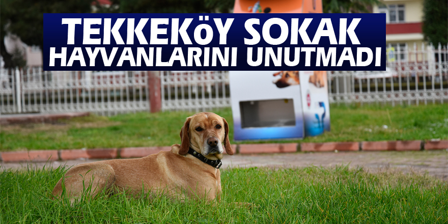 Tekkeköy Sokak hayvanlarını unutmadı