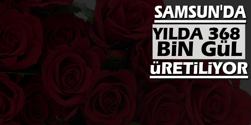 Samsun'da yılda 368 bin gül üretiliyor