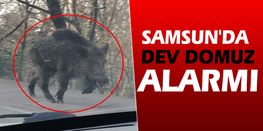 Samsun'da dev domuz alarmı