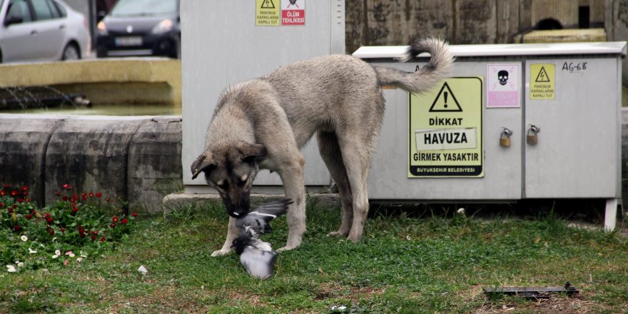 Sokak köpeği kaplan gibi pusuya yatıp güvercin avladı