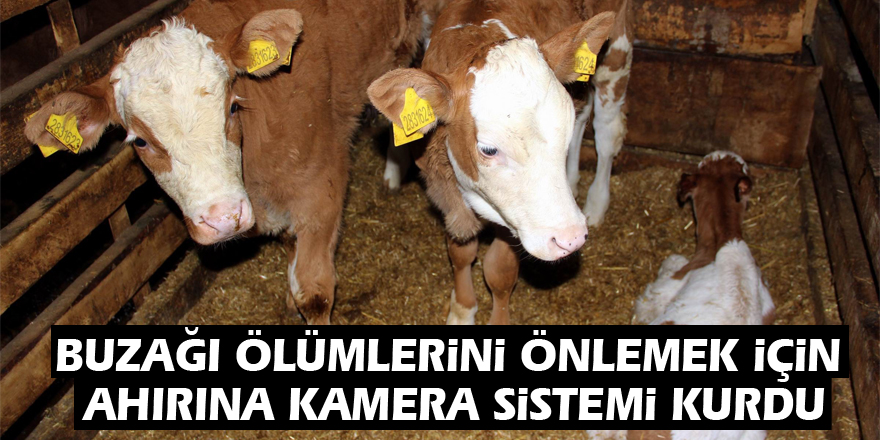 Buzağı ölümlerini önlemek için ahırına kamera sistemi kurdu