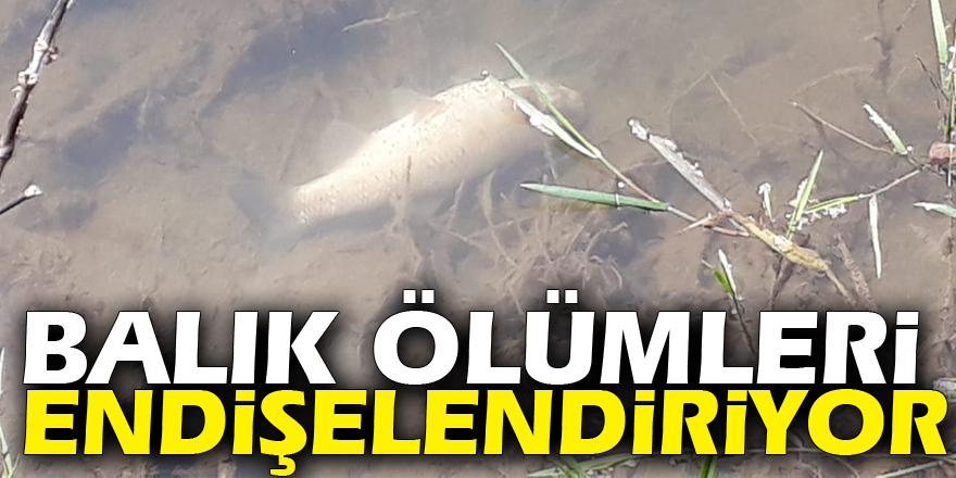 Balık ölümleri endişelendiriyor